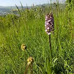 Апартаменты Gemuetliche Mit Kamin - Sunny Hill *