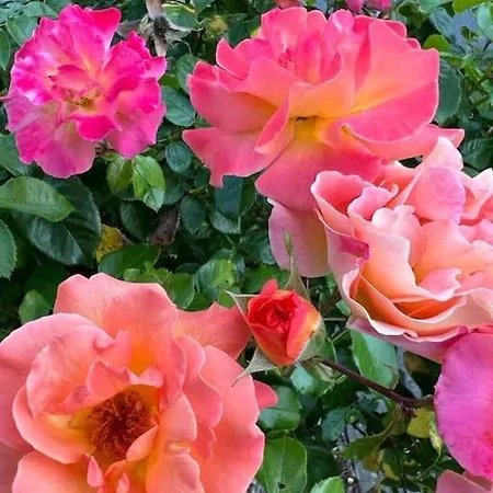 Gemuetliche Mit Kamin - Sunny Hill Apartamento *