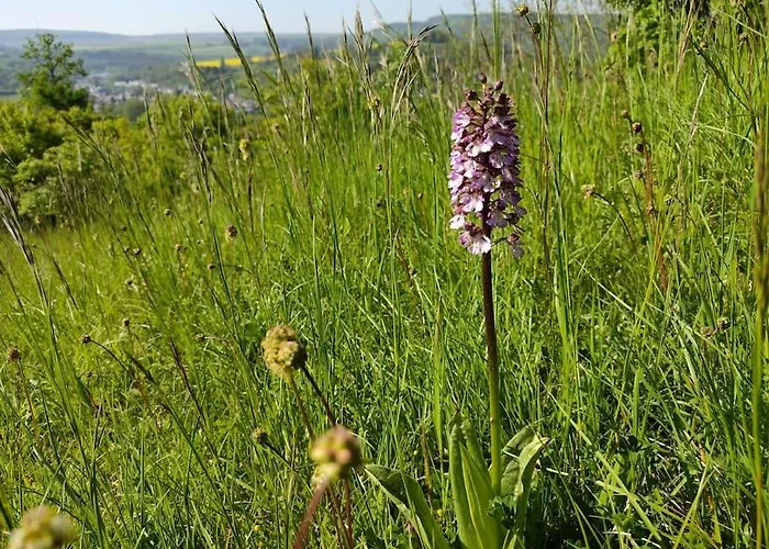 Апартаменты Gemuetliche Mit Kamin - Sunny Hill *