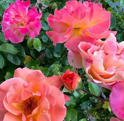 Gemuetliche Mit Kamin - Sunny Hill Апартаменты *